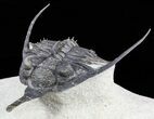Spiny Psychopyge Trilobite - Short Snout Species #58037-1